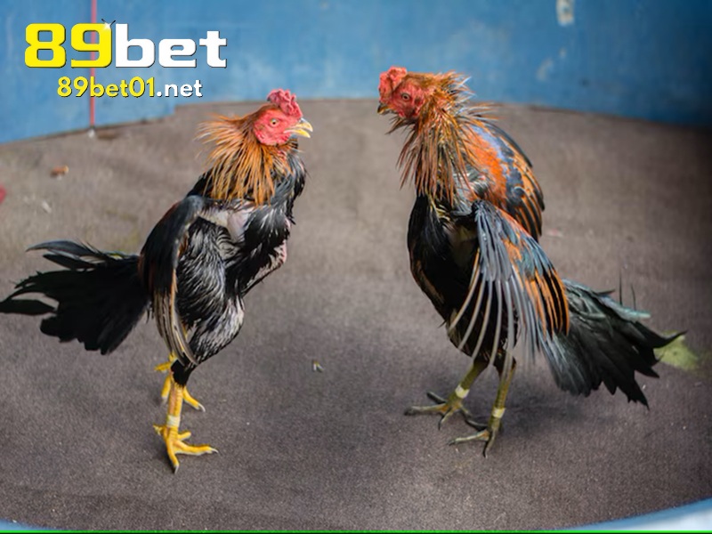 các loại hình đá gà 89bet