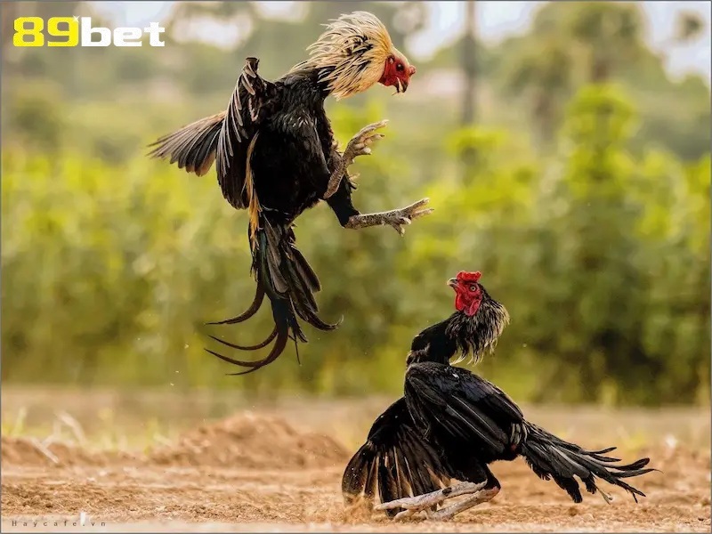 Kinh nghiệm chơi đá gà 89bet