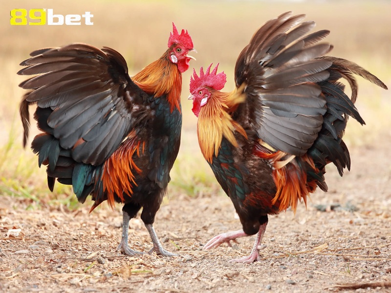xem tướng gà chọi 89bet