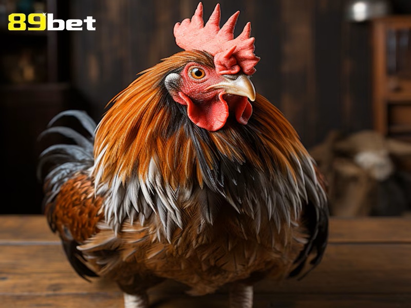 Cách xem mắt gà chọi hay tại 89bet
