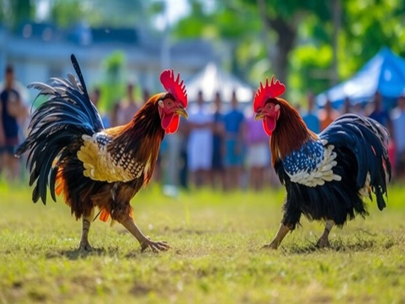 Cách xem vảy gà đá