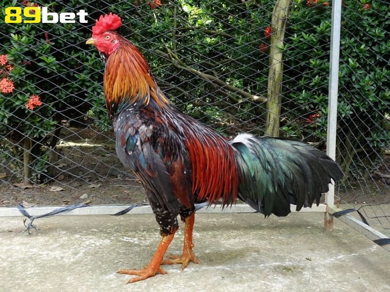 Xem vảy gà chọi, hướng dẫn cực dễ hiểu tại 89bet01