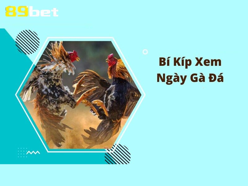bí kiếp xem ngày gà đá tại nhà cái 89bet