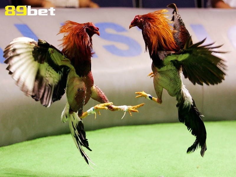 đá gà tại 89bet