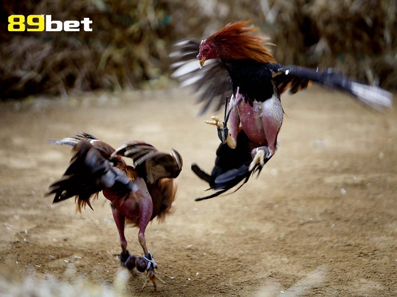 sân chơi đá gà 89bet