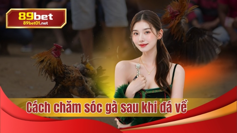 89bet hướng dẫn cách chăm sóc gà sau khi đá về