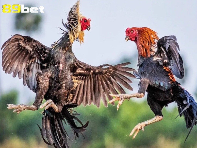 các loại vảy gà chọi 89bet