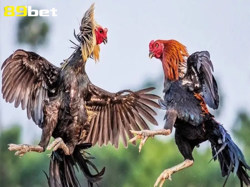 cách chăm sóc gà sau khi đá về