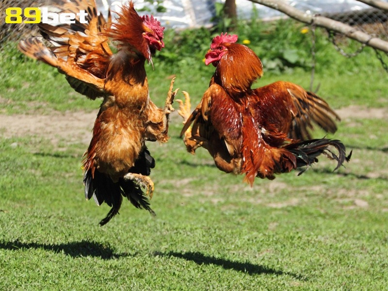 Các mẹo và lưu ý khi thực hiện cách chuốt cựa gà