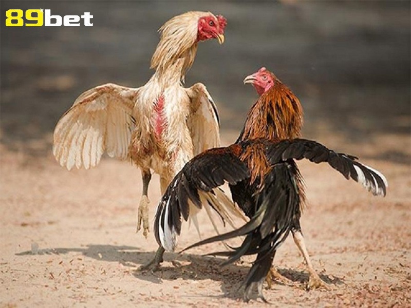 Cách nuôi gà đá