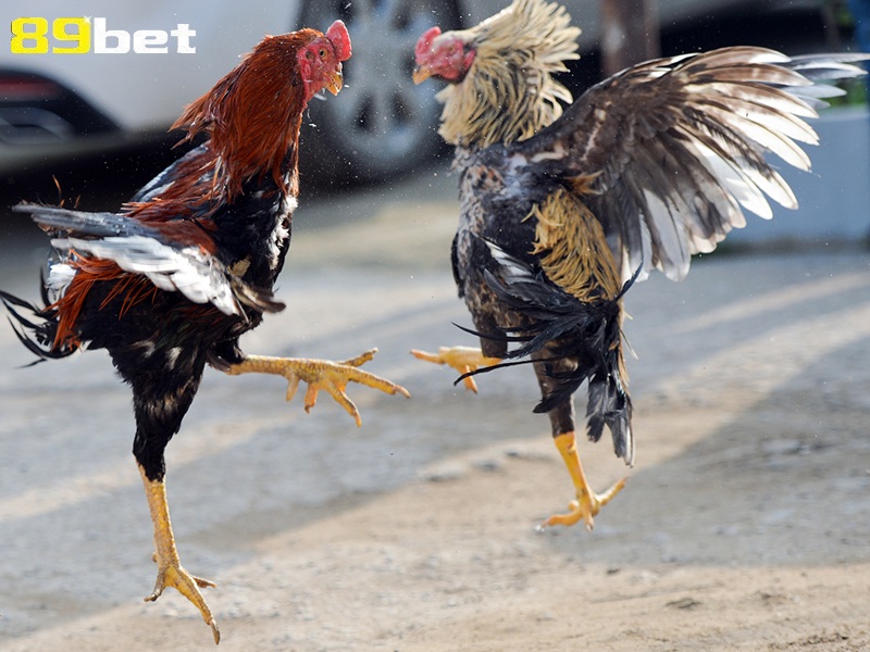 Cách tập luyện cho gà đá cựa sắt 89bet