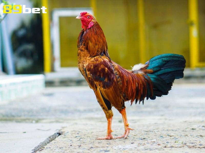 Chăm sóc gà sau khi đá