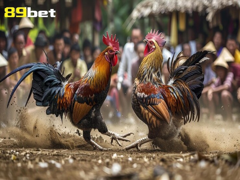 Chân gà đá cựa sắt