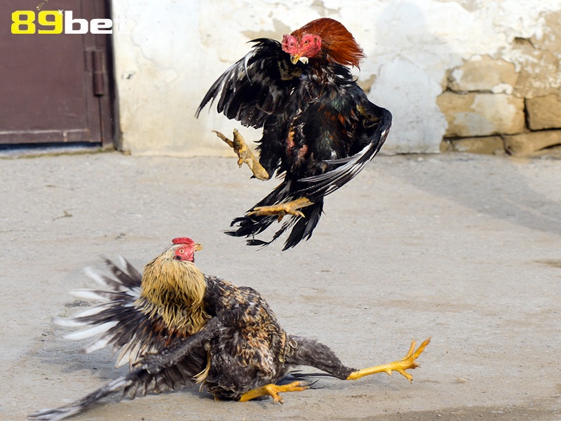 Cách tập luyện cho gà đá cựa sắt