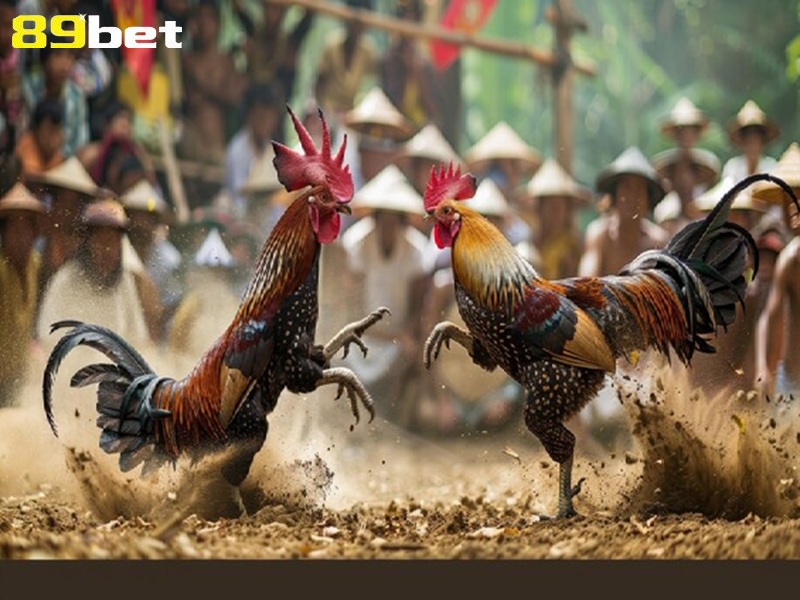 Đá gà cựa sắt