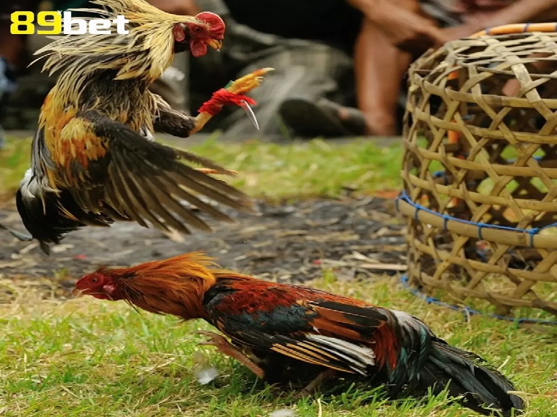 89bet Hướng dẫn cách nuôi gà đá cựa sắt