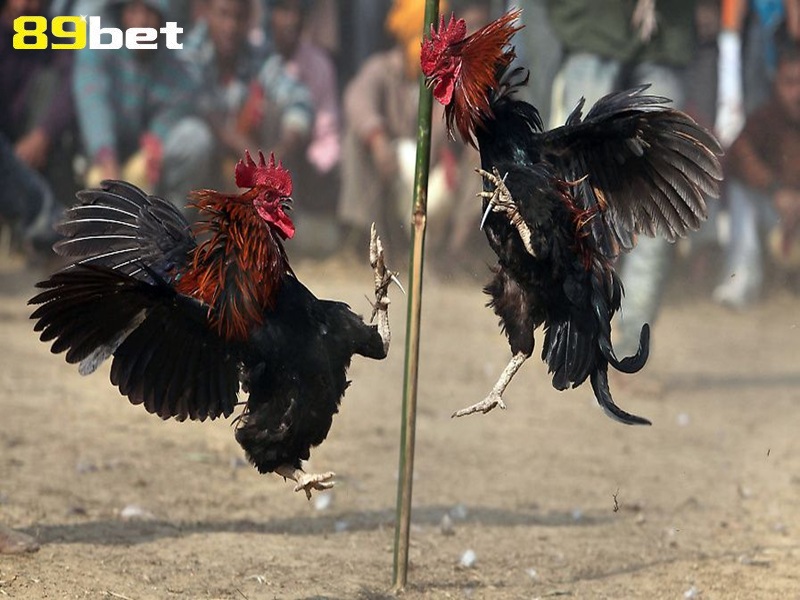 Kinh nghiệm xem vảy gà chọi