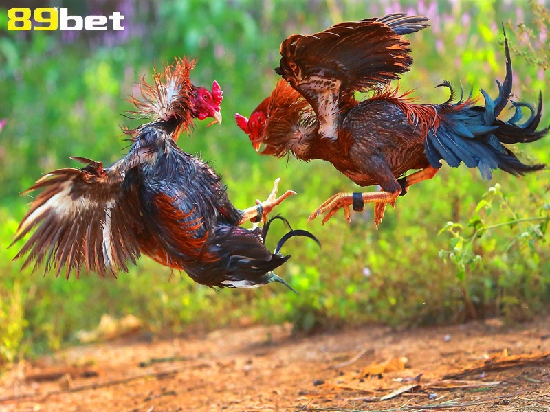 Lễ hội chọi gà 89bet