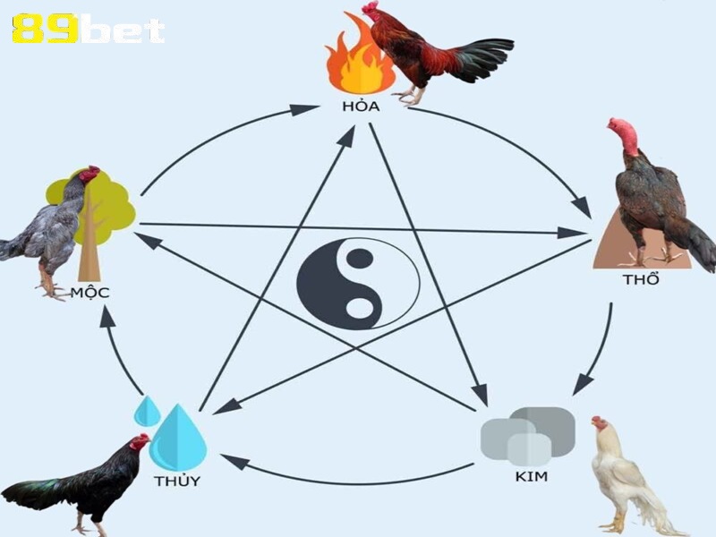 Màu mạng gà đá theo ngũ hành