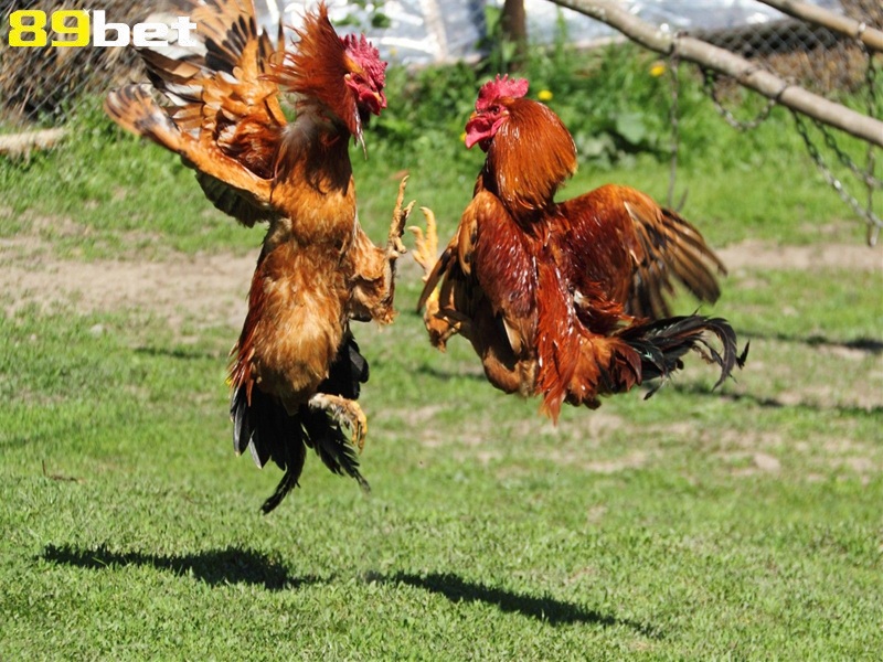 Nuôi gà đá cựa sắt