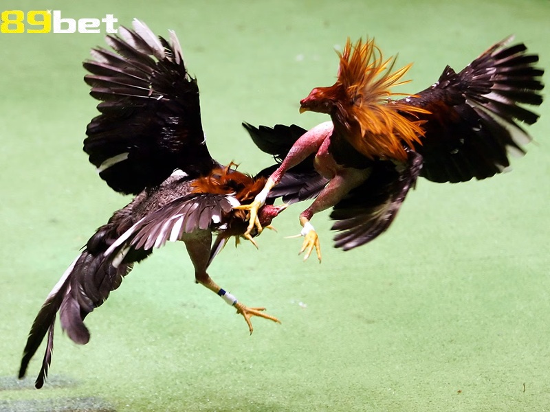 Xem Chân gà đá cựa sắt