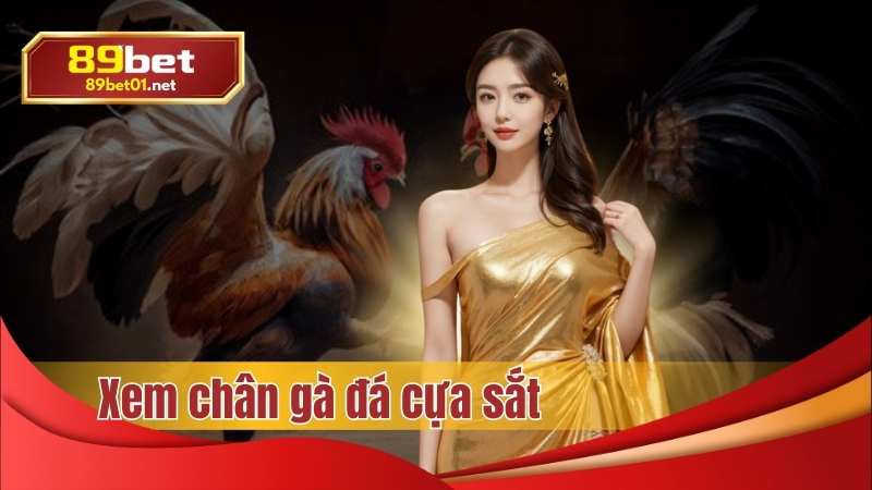 Xem chân gà đá cựa sắt tại 89bet