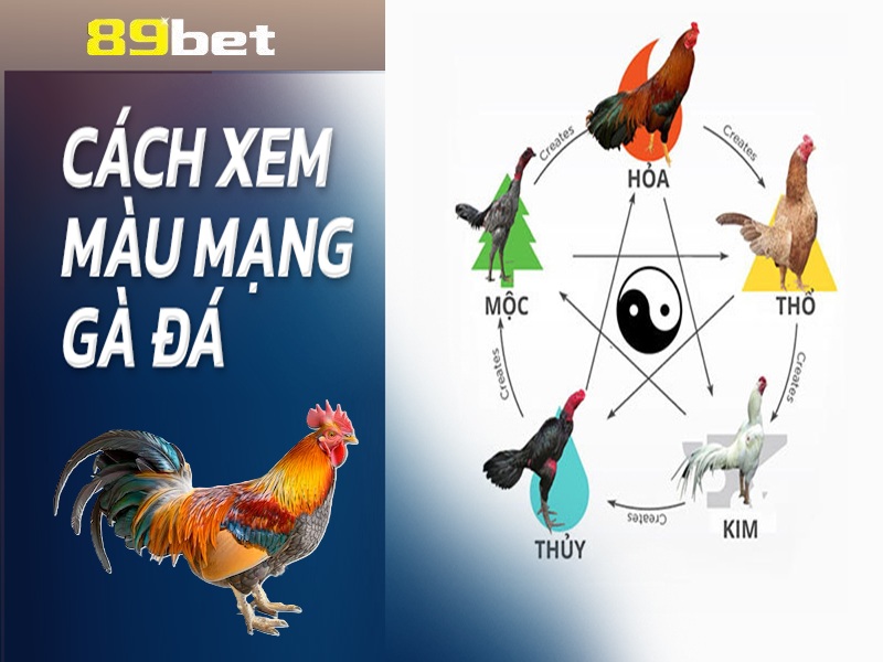 Xem màu mạng gà đá